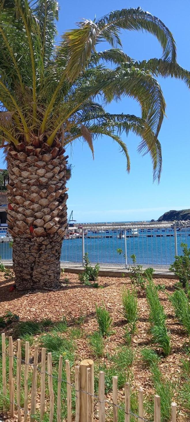 Appart F3 A 150 M De La Plage Avec Parking Prive Cerbere Exterior photo